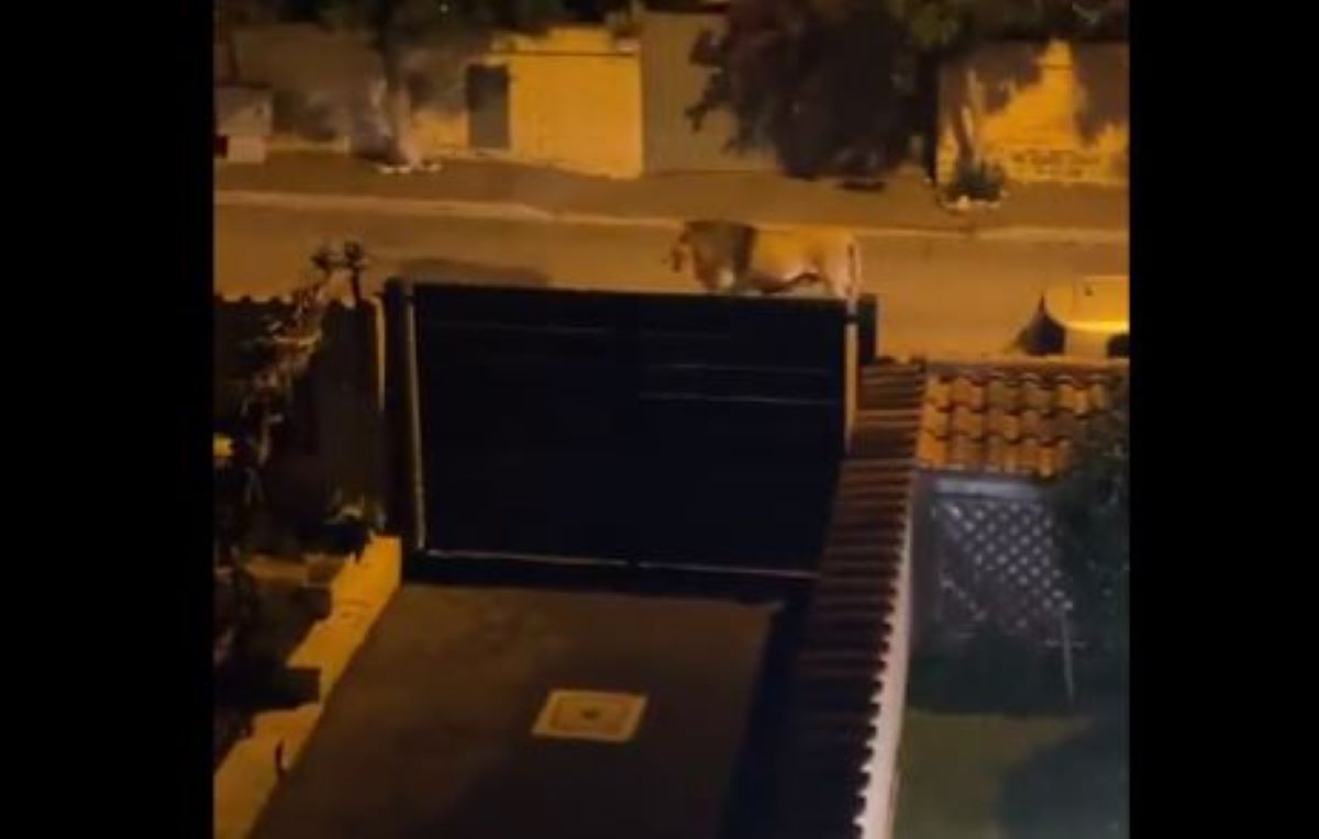 Ιταλία: Λιοντάρι το έσκασε από τσίρκο και κάνει βόλτες μέσα σε πόλη