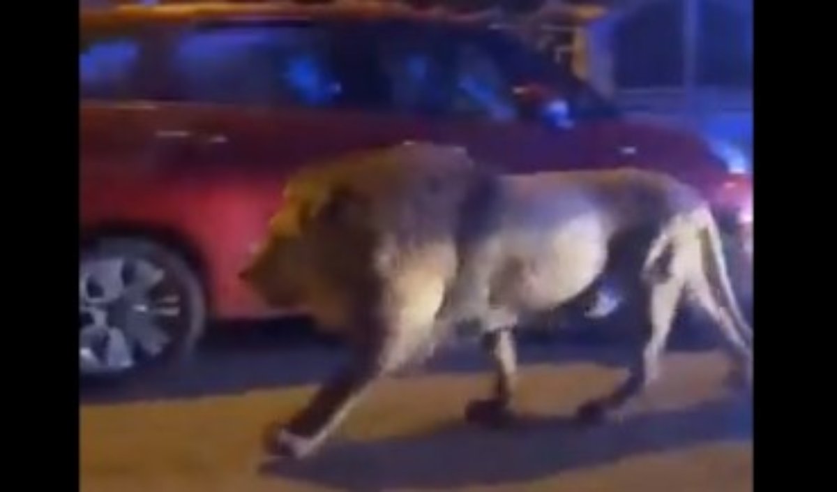 Λήξη συναγερμού στην Ιταλία: Κτηνίατροι ακινητοποιήσαν το λιοντάρι που το έσκασε από τσίρκο – Δείτε ΒΙΝΤΕΟ