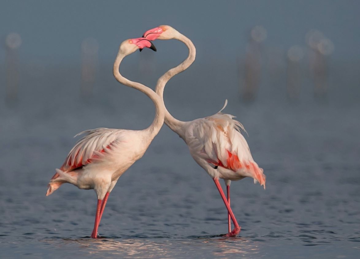 Τι είναι το «bird test»; Μπορείς να δεις πόσο θα κρατήσει η σχέση σου με μια φράση