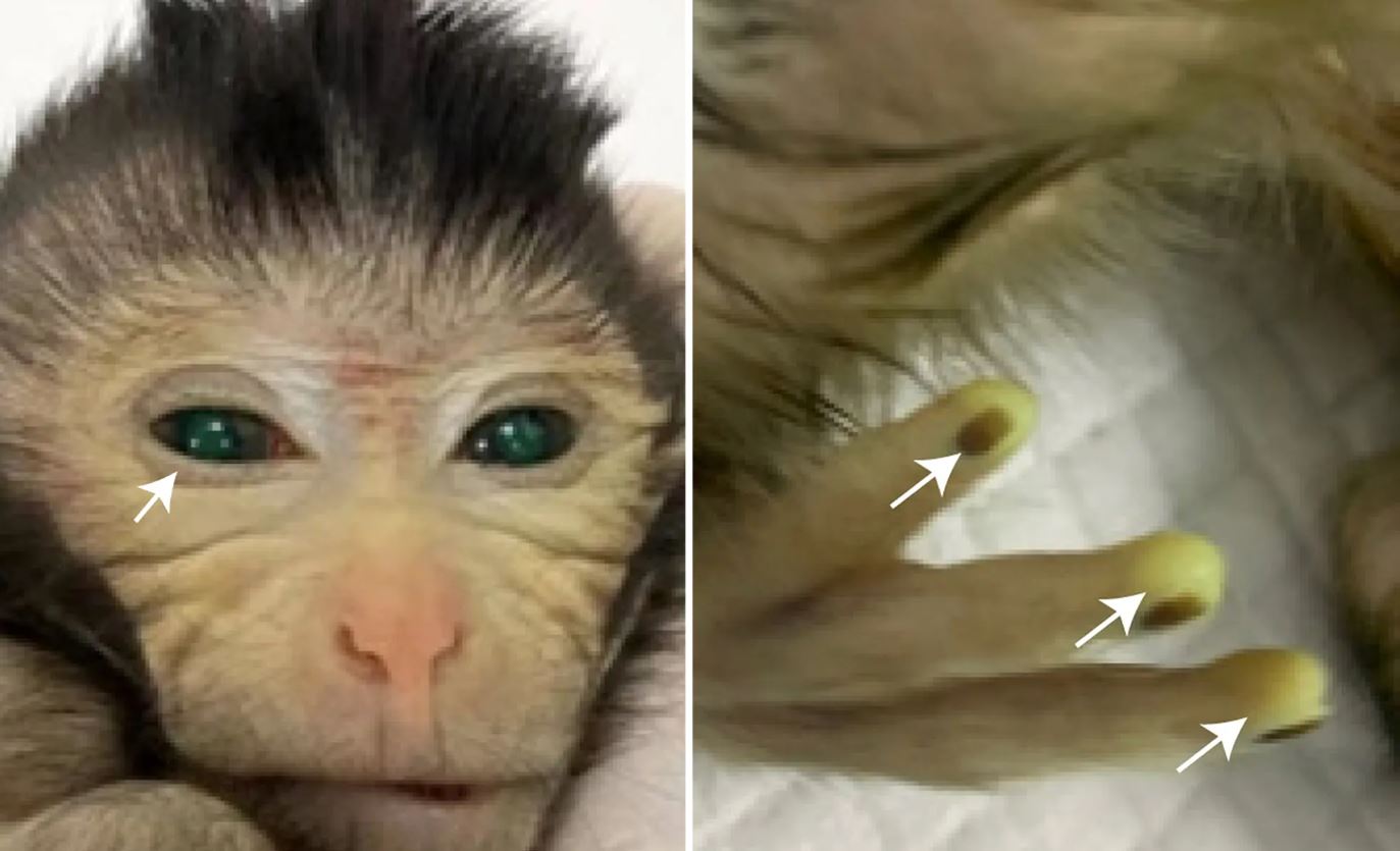 Ο πρώτος πίθηκος με μάτια και δάχτυλα που φωσφορίζουν – Τον δημιούργησαν επιστήμονες