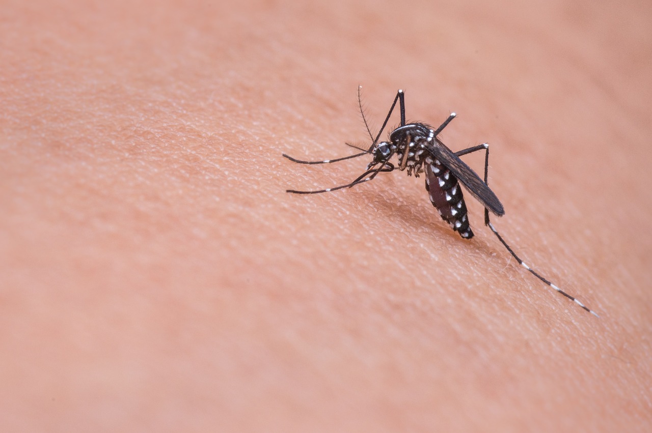 Γιατί τα κουνούπια επιμένουν να μας ενοχλούν; – BINTEO