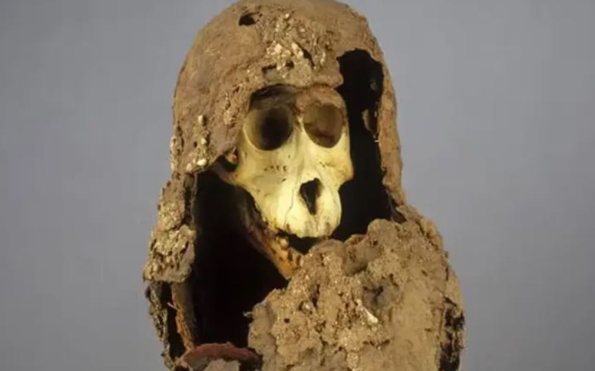 Το μυστήριο με τους παράξενους μουμιοποιημένους μπαμπουίνους της Αρχαίας Αιγύπτου επιτέλους λύθηκε