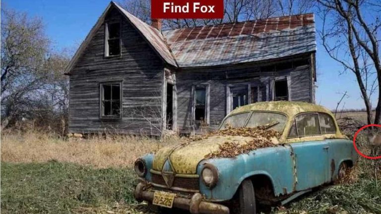 οπτική ψευδαίσθηση