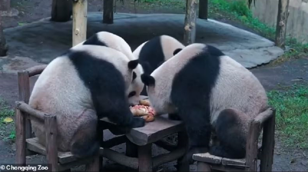 Είναι αληθινά πάντα ή μεταμφιεσμένοι άνθρωποι – Χαμός με το βίντεο που διχάζει το διαδίκτυο