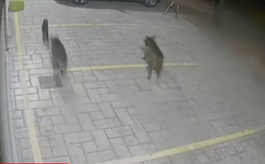 Σοκ στη Βούλα: Πιτ μπουλ κατασπάραξαν αδέσποτες γάτες μέσα σε λίγα λεπτά – ΒΙΝΤΕΟ