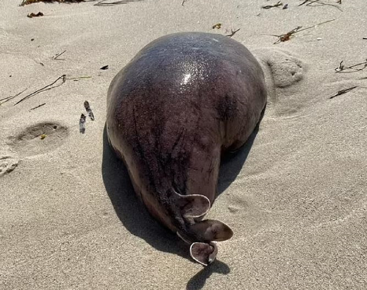 Μυστηριώδες πλάσμα βρέθηκε σε παραλία - Είναι τρομακτικό