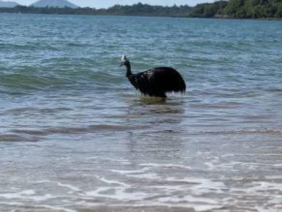 Έμειναν άφωνοι όσοι το είδαν: Σπάνιο βίντεο με το πιο επικίνδυνο πουλί του κόσμου