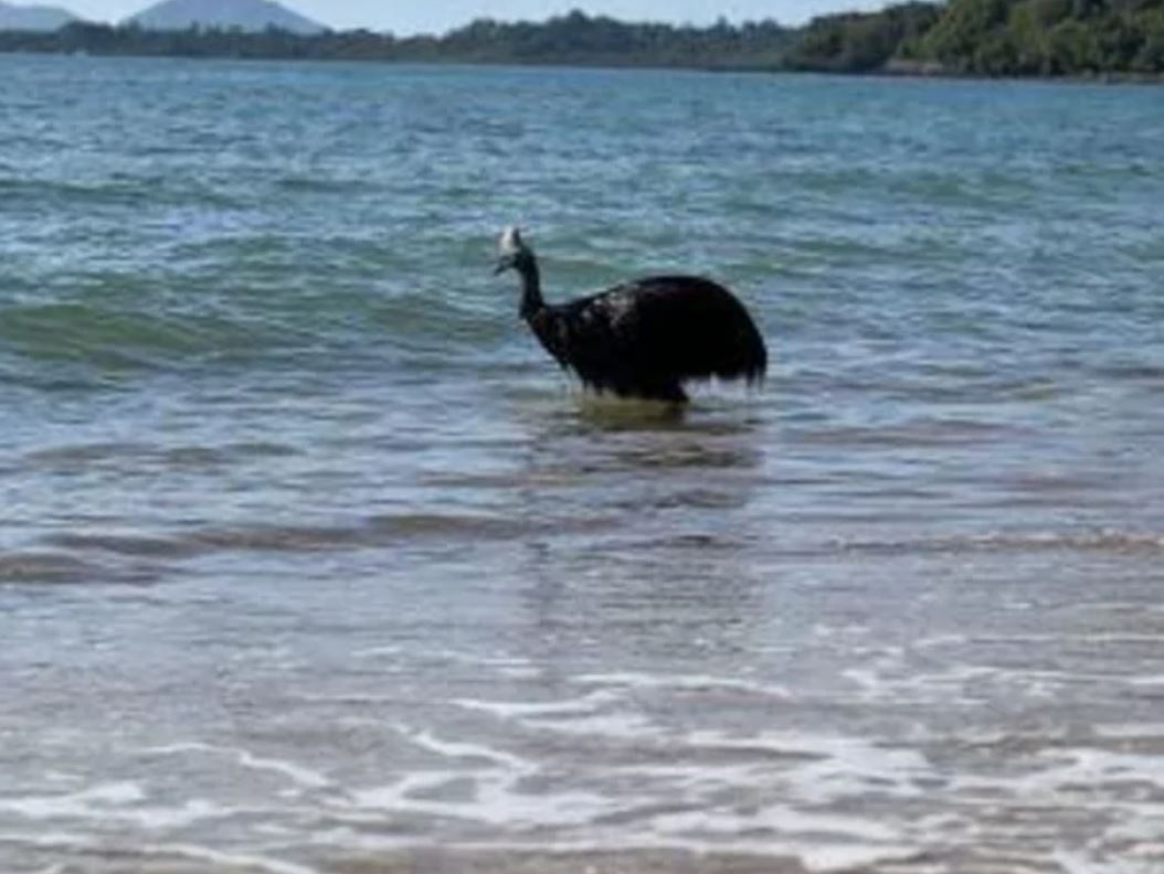 Έμειναν άφωνοι όσοι το είδαν: Σπάνιο βίντεο με το πιο επικίνδυνο πουλί του κόσμου