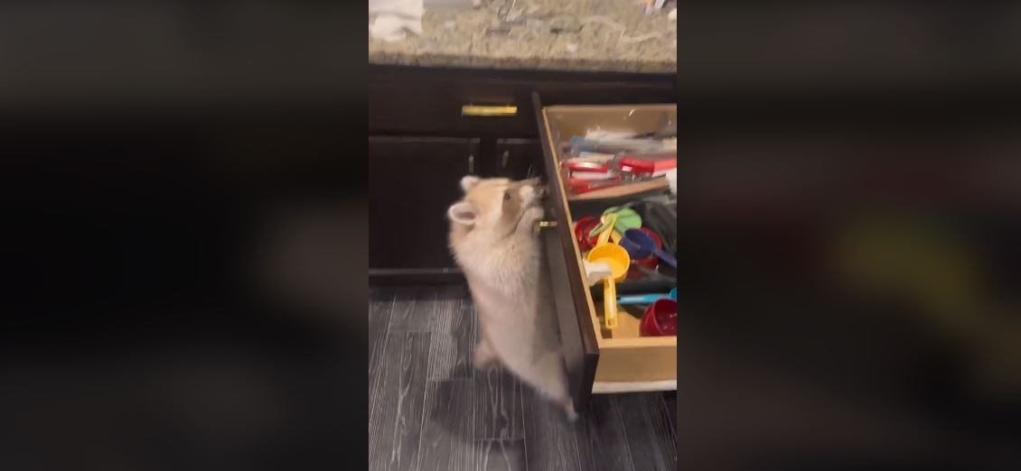 Ρακούν σκαρφαλώνει στον πάγκο για σνακ – Ξεκαρδιστικό βίντεο