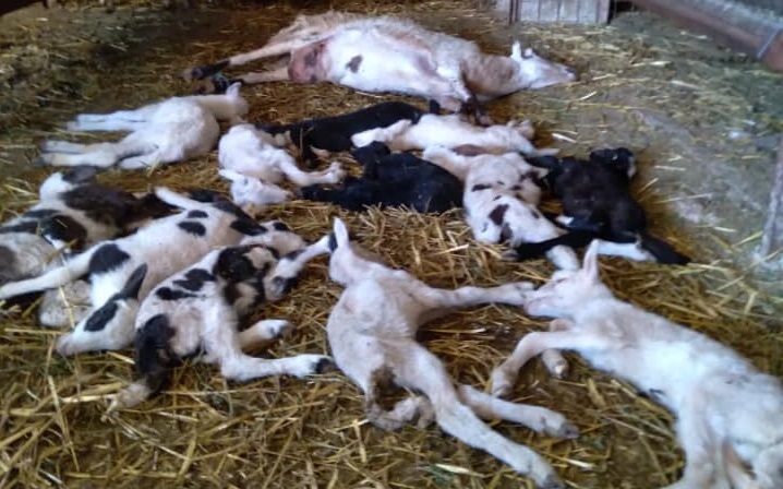 Εικόνες-σοκ στο Ρέθυμνο: Εκατοντάδες ζώα νεκρά μέσα στις μάντρες