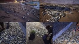 Σαρδέλες Άνδρος