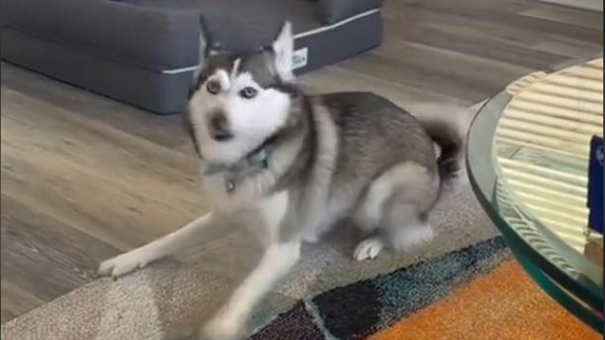 Ξεκαρδιστικό βίντεο: Η επική αντίδραση μίας σκυλίτσας όταν της λένε να πάνε βόλτα