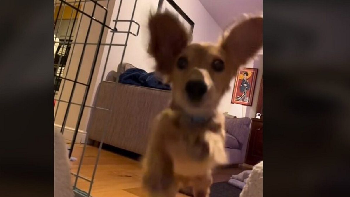 Σκύλος πηγαίνει για ύπνο και κάνει τους πάντες να σκάσουν στα γέλια – βίντεο