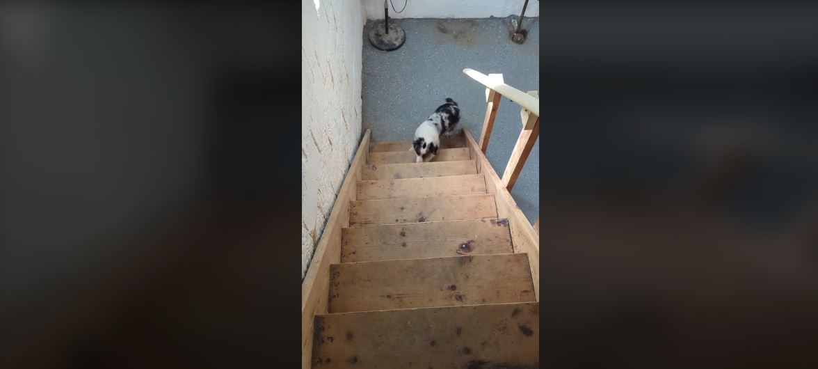 Βίντεο: Το χαριτωμένο σκυλάκι που δεν μπορεί να καταλάβει πώς λειτουργούν οι σκάλες