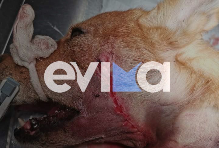 Εύβοια: Πυροβόλησαν σκύλο στο κεφάλι – Προσοχή σκληρές εικόνες
