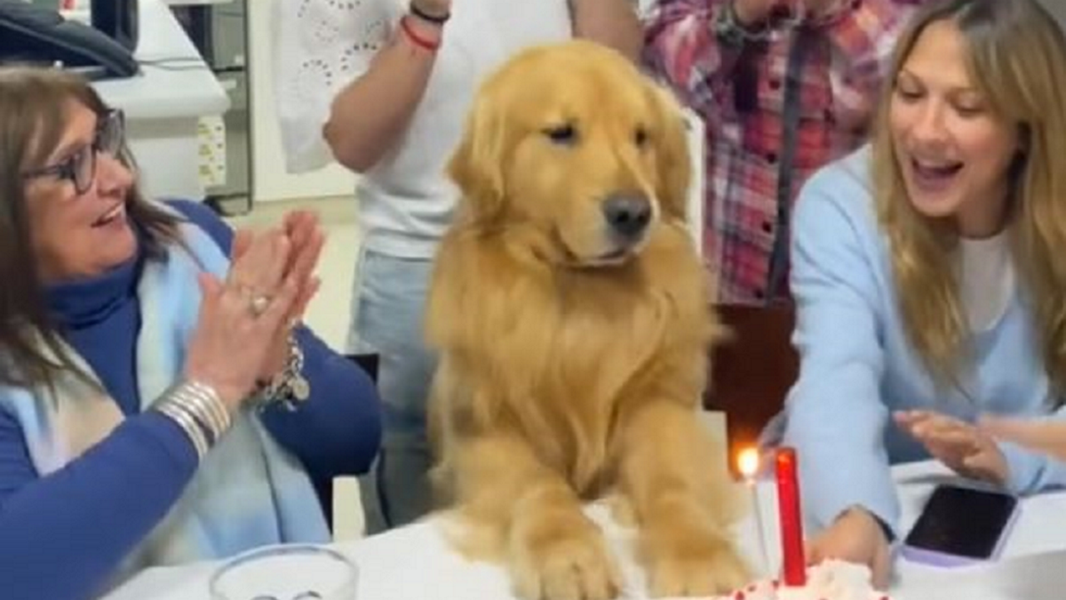 Ξεκαρδιστικό βίντεο – Η αντίδραση ενός σκύλου όταν του τραγουδούν το Happy Birthday, θα σας κάνει να «λιώσετε»