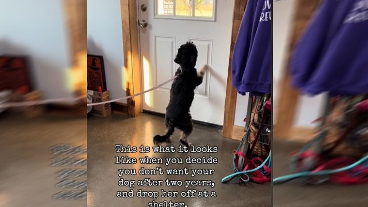 Σπαρακτικό βίντεο: Σκυλίτσα περιμένει τον ιδιοκτήτη της που την παράτησε σε άσυλο