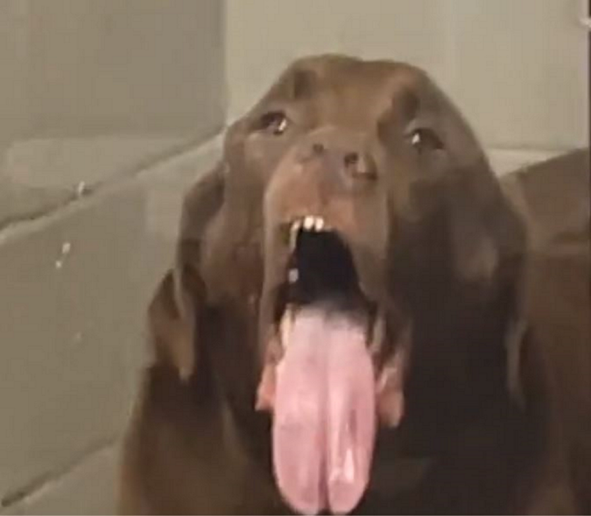 Βίντεο: Το διαδίκτυο έχει ξετρελαθεί με αυτόν τον σκύλο – Δείτε την έκφρασή του