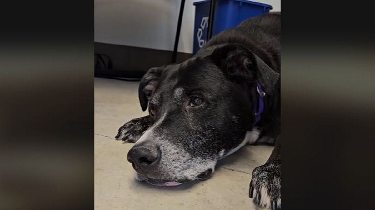 Σπαρακτικό βίντεο: Σκύλος επέστρεψε στο καταφύγιο 10 χρόνια μετά την υιοθεσία του