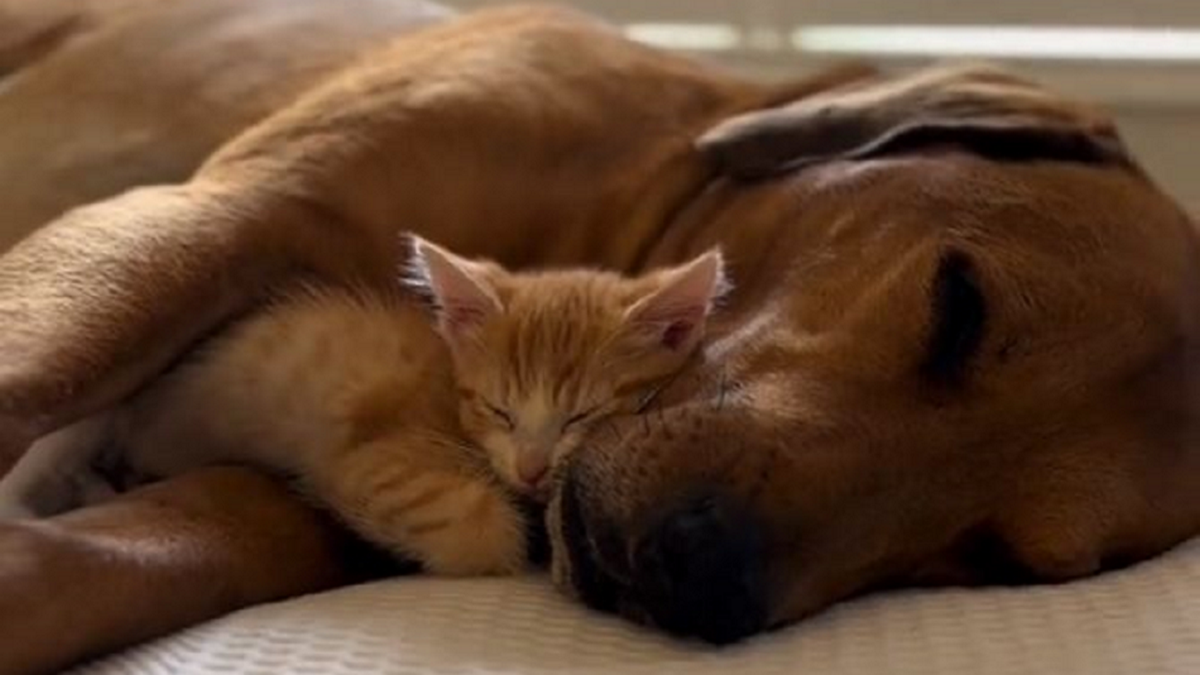 Ο έρωτας μικροσκοπικής γάτας και σκύλου – Απολαυστικό βίντεο
