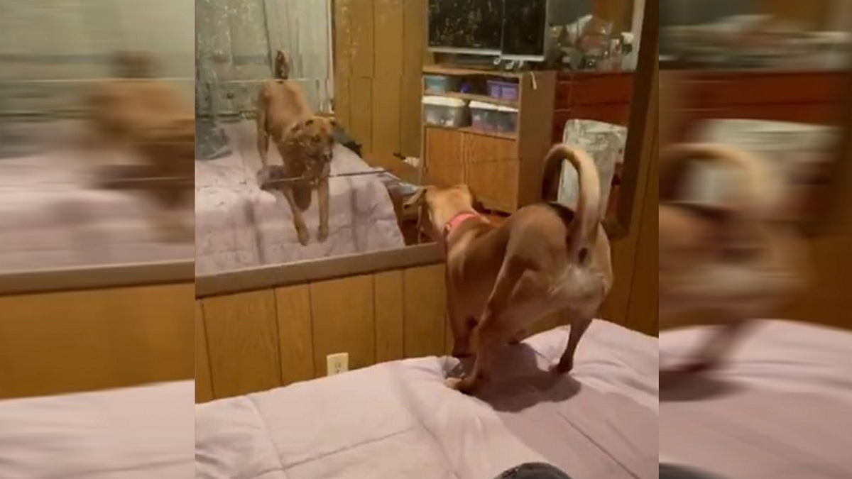 Ξεκαρδιστικό βίντεο: Η επική αντίδραση μίας σκυλίτσας όταν βλέπει το είδωλό της στον καθρέφτη