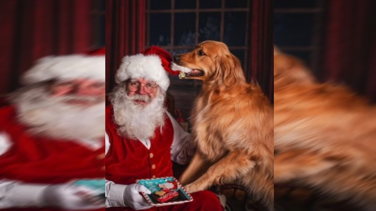 Αξιολάτρευτο βίντεο: Golden Retriever έβγαλε τις πιο επικές φωτογραφίες με τον Άγιο Βασίλη