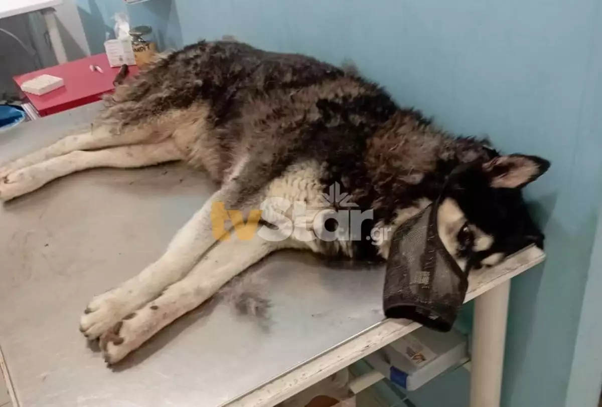 Κτηνωδία στην Αράχωβα: Σκύλος βιάστηκε με αιχμηρό αντικείμενο και πέθανε με φριχτό τρόπο