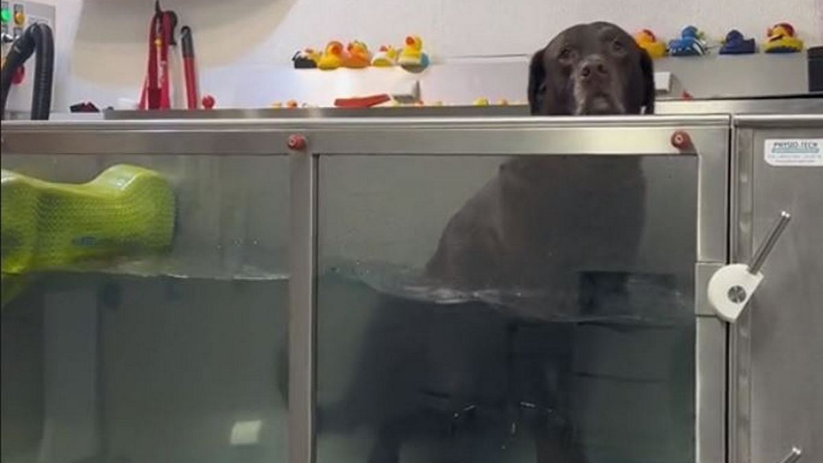 Ξεκαρδιστικό βίντεο: Μπερδεμένο λαμπραντόρ δεν καταλαβαίνει πώς λειτουργεί η υδροθεραπεία