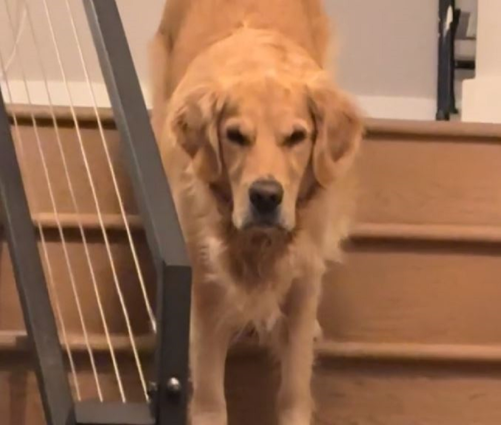 Ξεκαρδιστικό βίντεο: Η αντίδραση σκύλου όταν επιστρέφει η «μαμά» του στο σπίτι – «Πού ήσουν;»