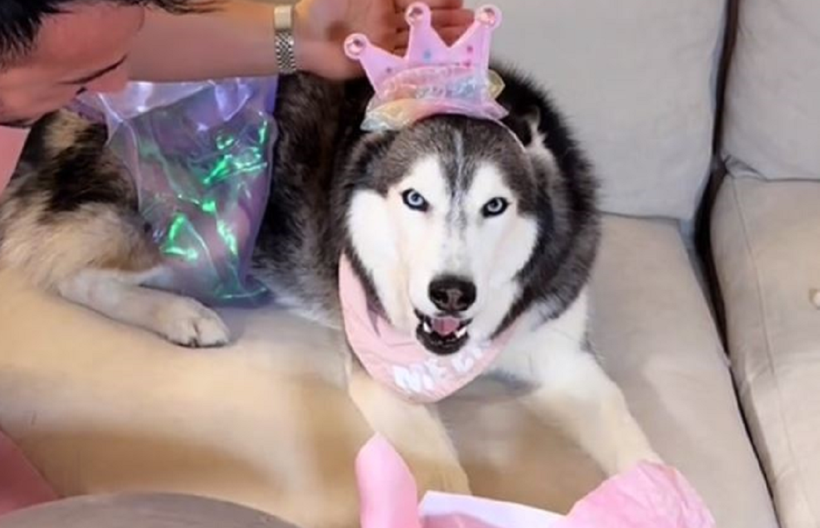 Ξεκαρδιστικό βίντεο - Σκύλος τραγουδάει σαν... επαγγελματίας