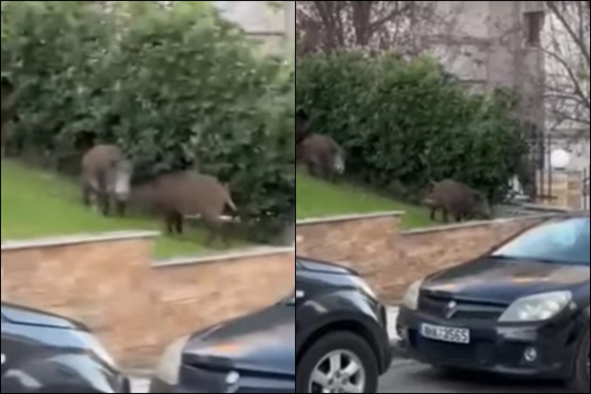 Θεσσαλονίκη: Αγριογούρουνα κάνουν βόλτες στην Καλαμαριά – ΒΙΝΤΕΟ