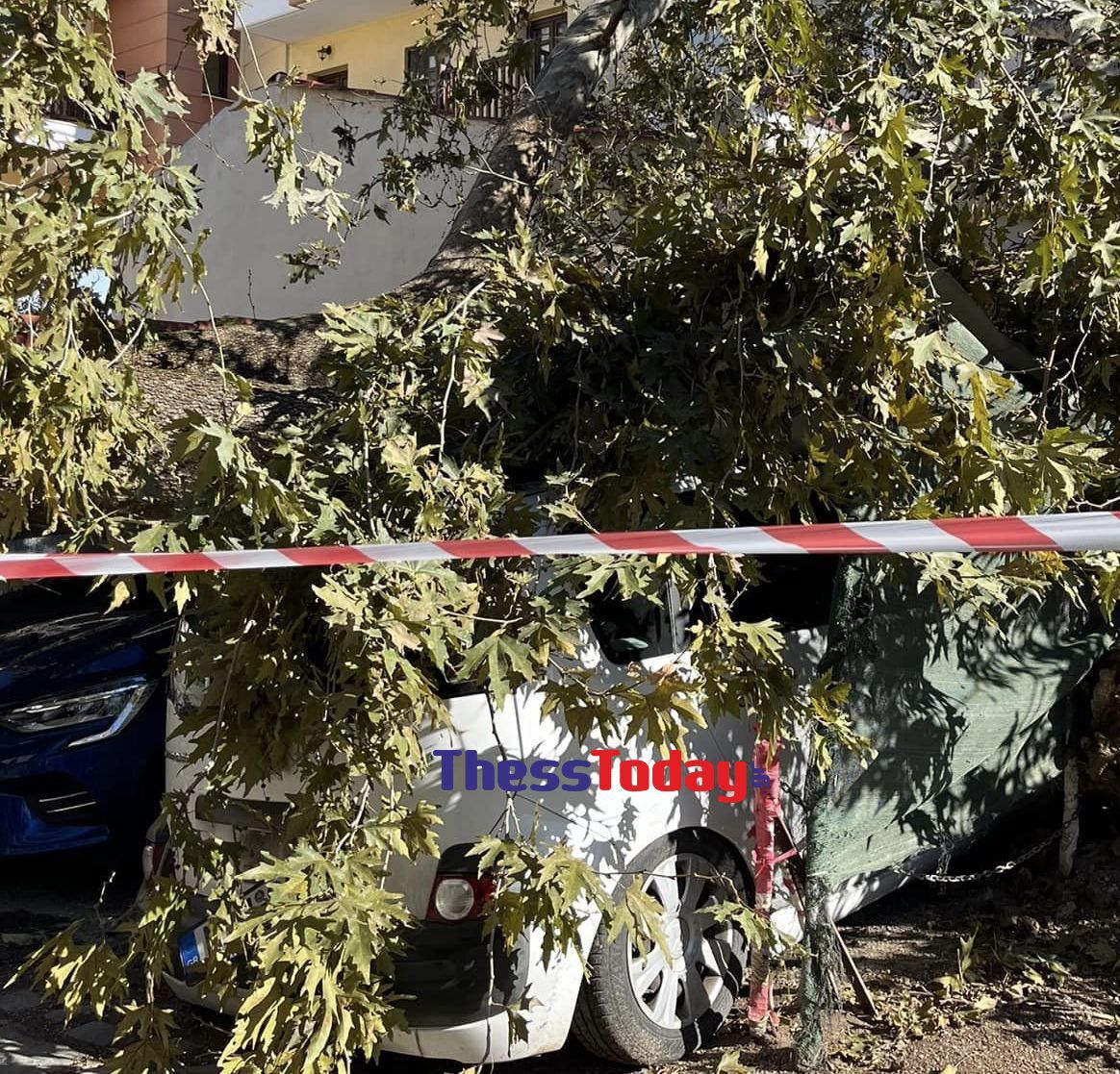 Θεσσαλονίκη πτώση δέντρου