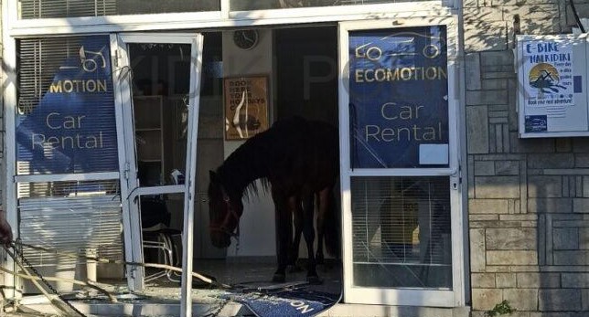 Χαλκιδική: Άλογο ξέφυγε από τον έλεγχο του ιδιοκτήτη του και «μπούκαρε» σε κατάστημα – ΦΩΤΟ και ΒΙΝΤΕΟ
