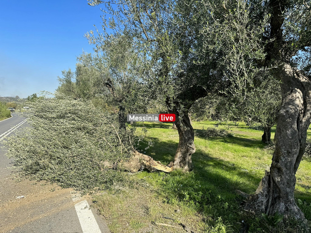 Τρομακτικό τροχαίο στη Μεσσηνία: 82χρονος οδηγός «καρφώθηκε» σε ελαιόδεντρο και σκοτώθηκε