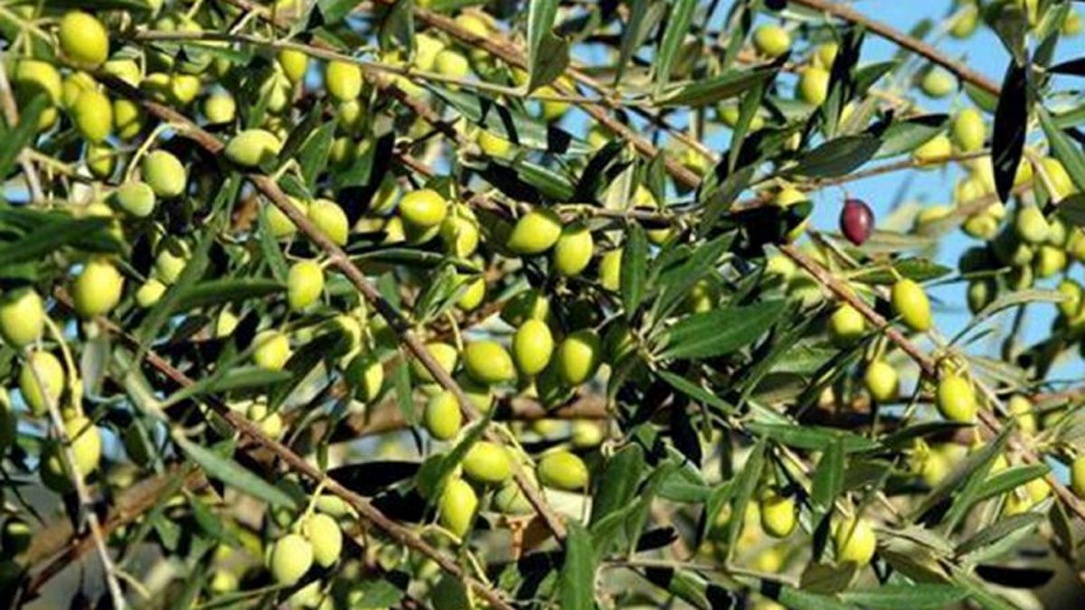 Αργολίδα: Σύλληψη 69χρονου για αφαίρεση ποσότητας ελαιόκαρπου