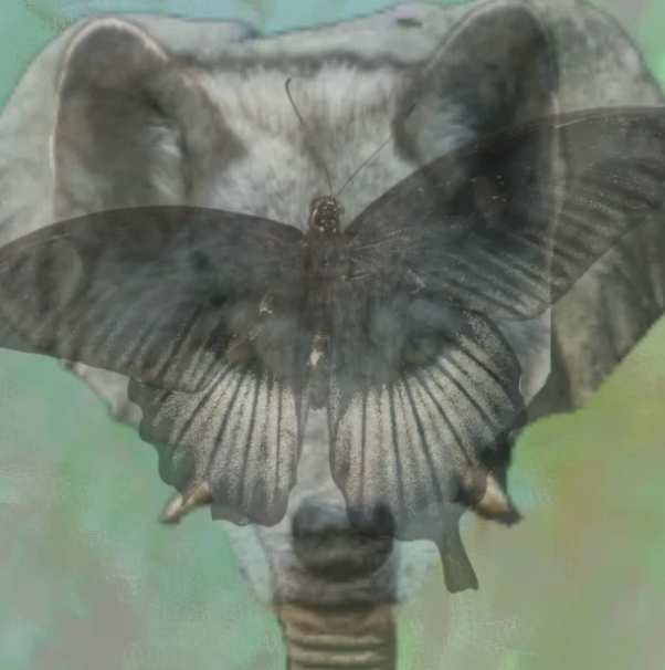 Τεστ προσωπικότητας Οπτική ψευδαίσθηση σχέσεις