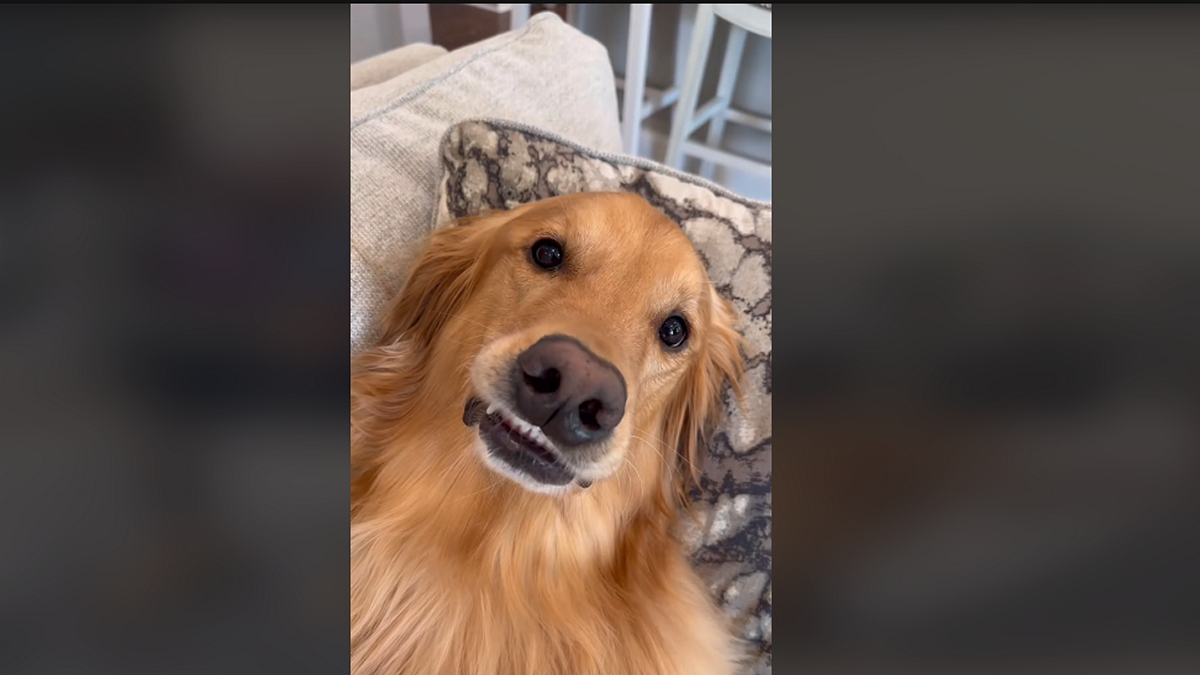 Ξεκαρδιστικό βίντεο: Σκύλος βοηθάει στον στολισμό του σπιτιού …όμως το παράκανε λιγάκι – ΒΙΝΤΕΟ