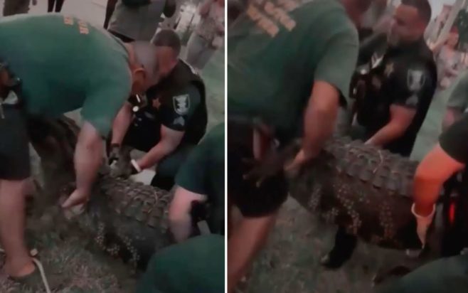 αλιγάτορας