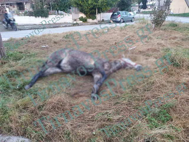Κτηνωδία στον Τύρναβο: Άλογο εντοπίστηκε νεκρό σε πάρκο – Ήταν δεμένο με αλυσίδα σε κολώνα – ΦΩΤΟ