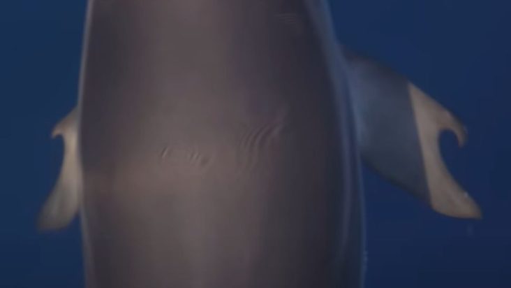 δελφίνι Ελλάδα