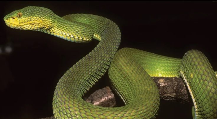 H κροταλίνα Αγιεγιάργουαντι.