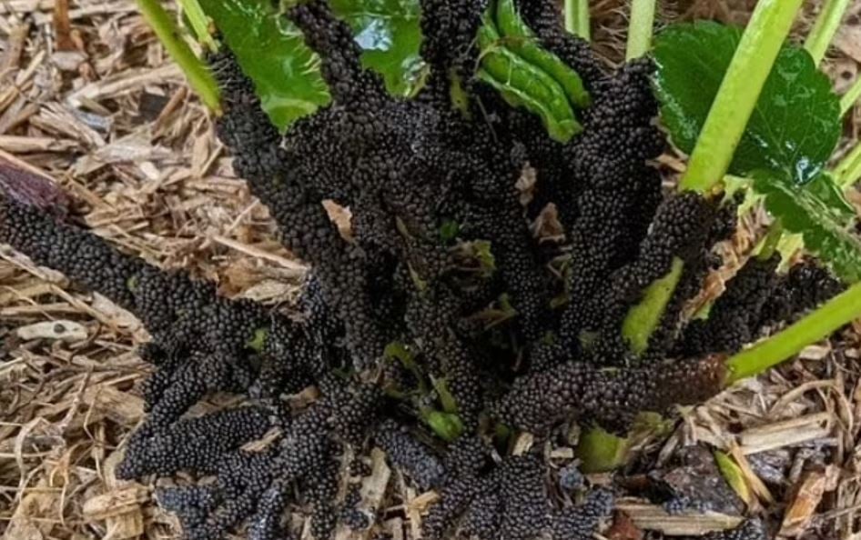 The gardener is speechless – strange “black eggs” in the garden after rain