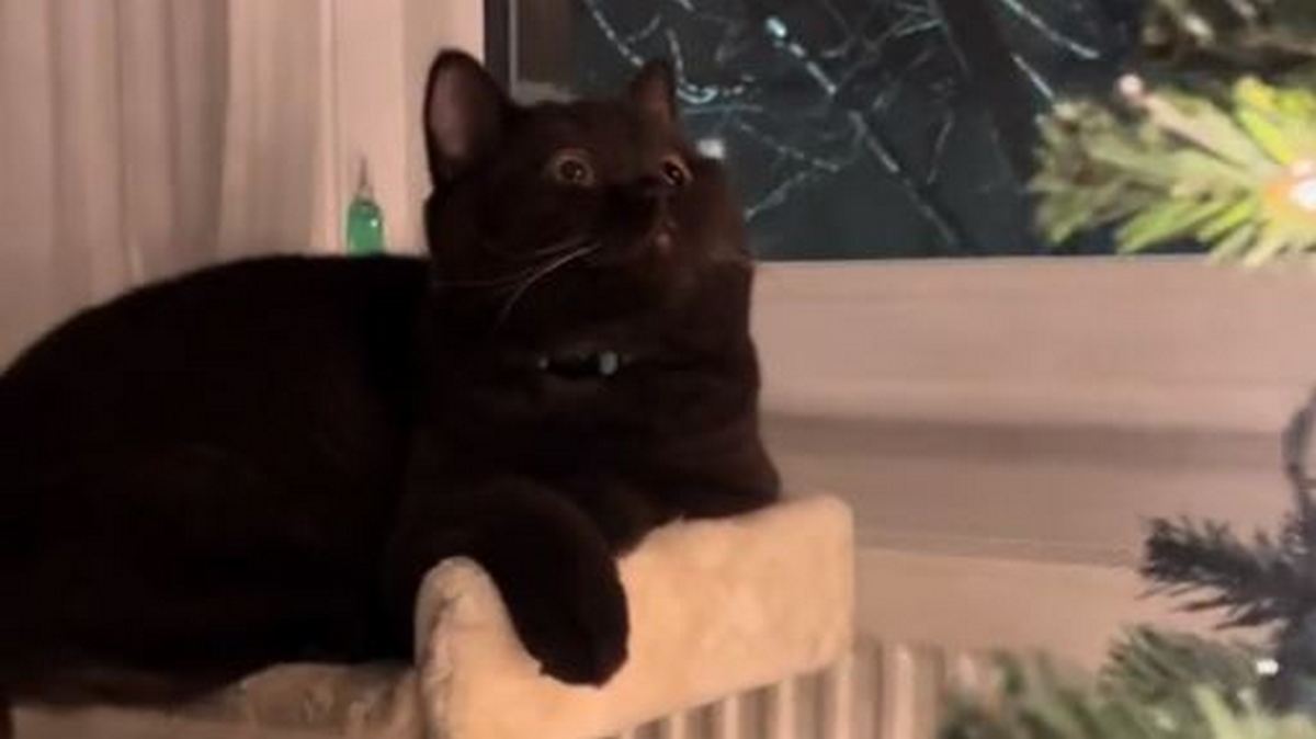 Αξιολάτρευτο βίντεο: Γατούλης «τρελάθηκε» βλέποντας το χριστουγεννιάτικο δέντρο για πρώτη φορά