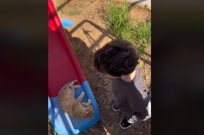 «Είναι η σειρά μου» – Γάτα δεν αφήνει πιτσιρικά να κάνει τσουλήθρα και τα social «λιώνουν» με την αντίδρασή του – Βίντεο