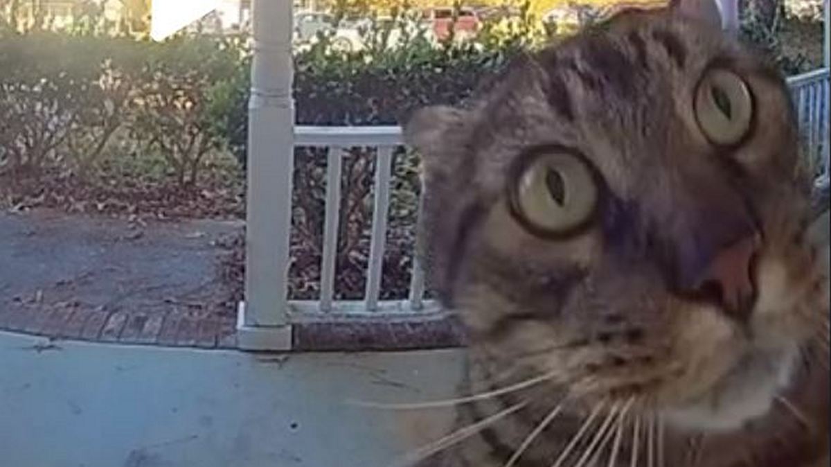 Ξεκαρδιστικό βίντεο: «Ευγενική» γάτα χτυπάει το κουδούνι για να μπει στο σπίτι