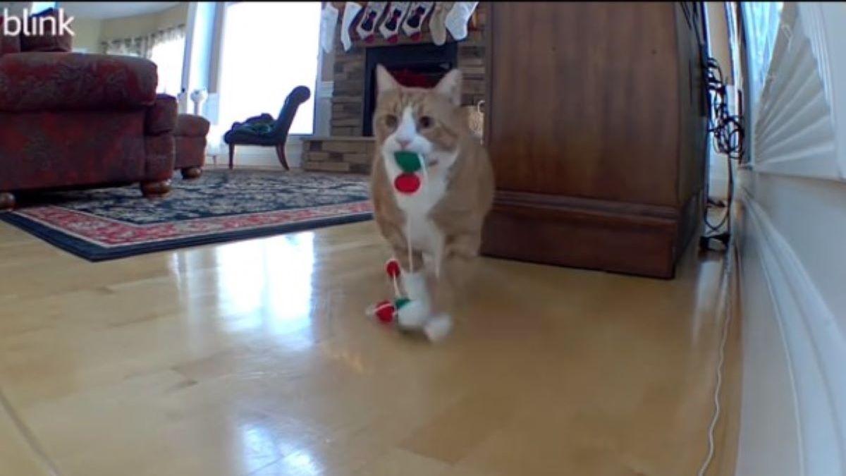 Αστείο βίντεο: Γατούλης στόλιζε όλο το βράδυ για τα Χριστούγεννα