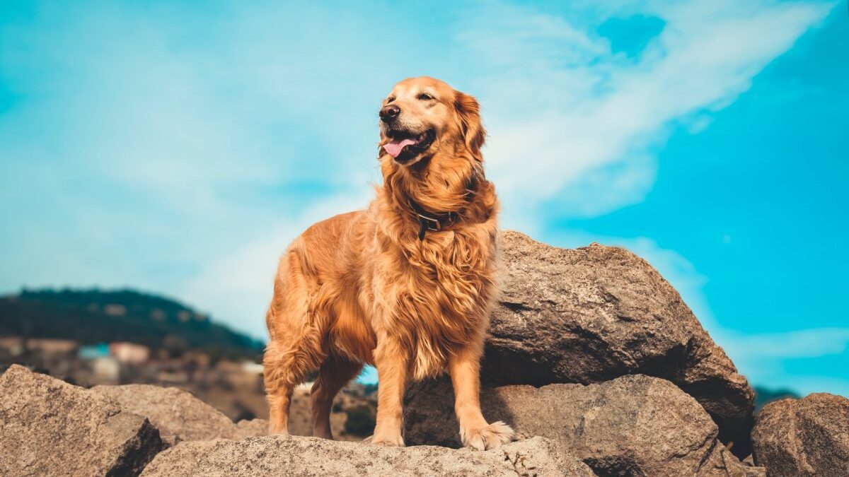 Ξεκαρδιστικό βίντεο: Άνδρας αρχίζει να τρέχει για να μην τον «μπουγελώσει» ο σκύλος του