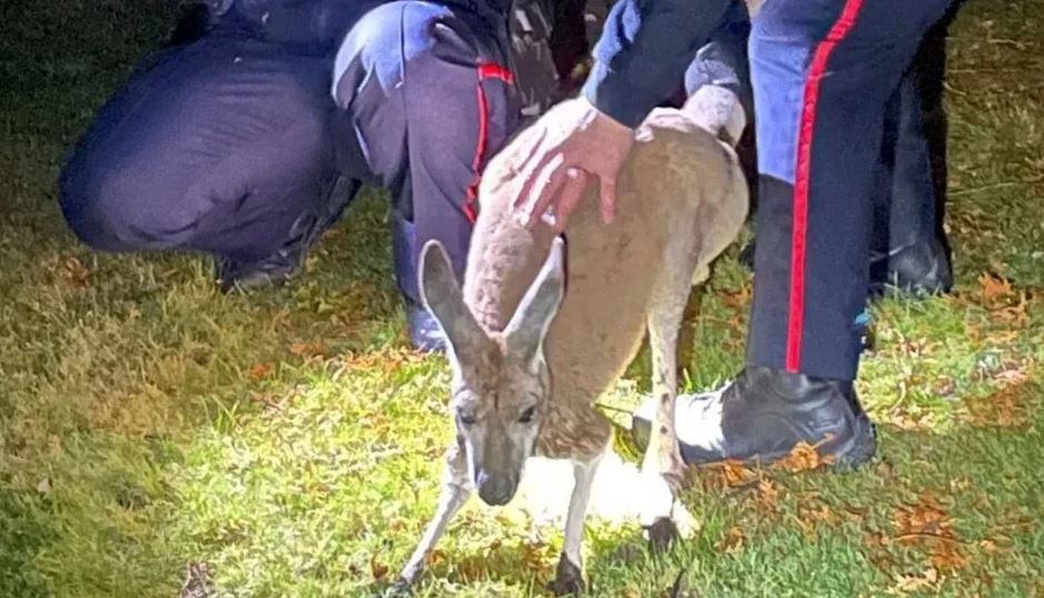 Καναδάς: Καγκουρό γρονθοκόπησε αστυνομικό – Κυκλοφορούσε ελεύθερο για τρεις μέρες στους δρόμους