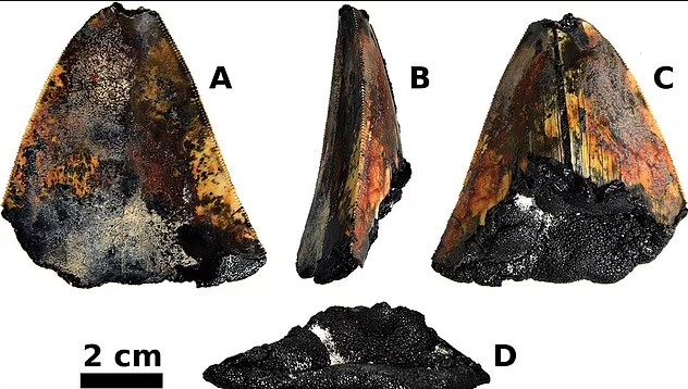 Το δόντι αποδείχθηκε ότι ήταν σπασμένο