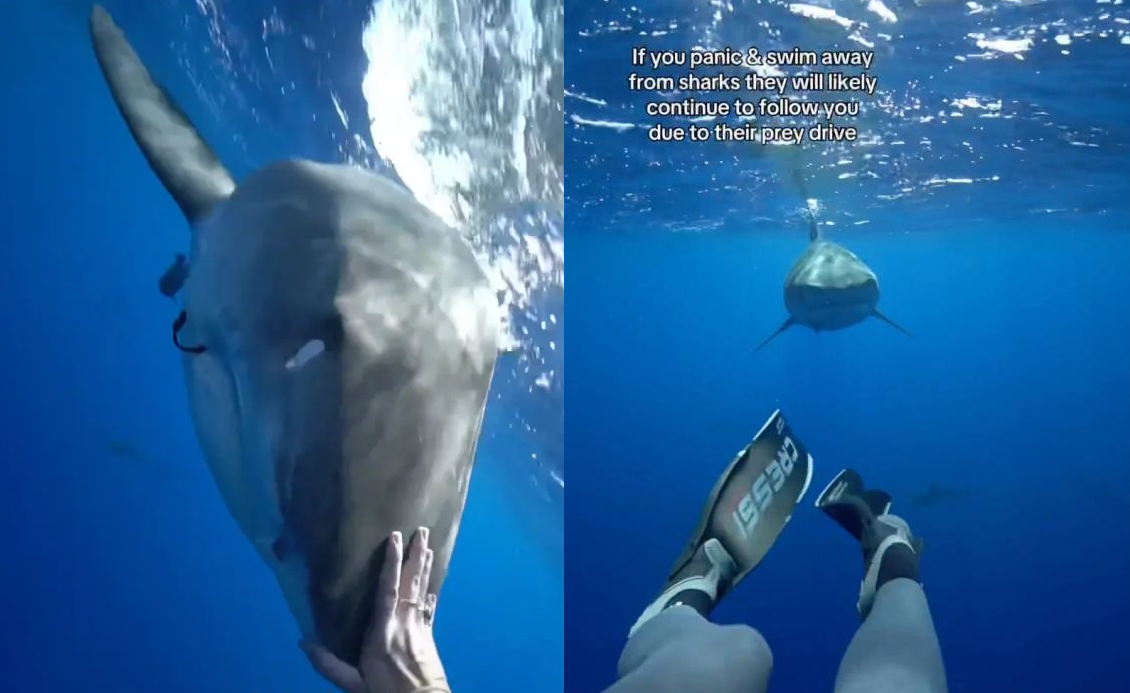 Τρομακτικό βίντεο: Πώς να ξεφύγετε από έναν καρχαρία